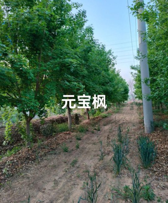元宝枫苗子多少钱一棵？2026年最新价格与影响因素全解析