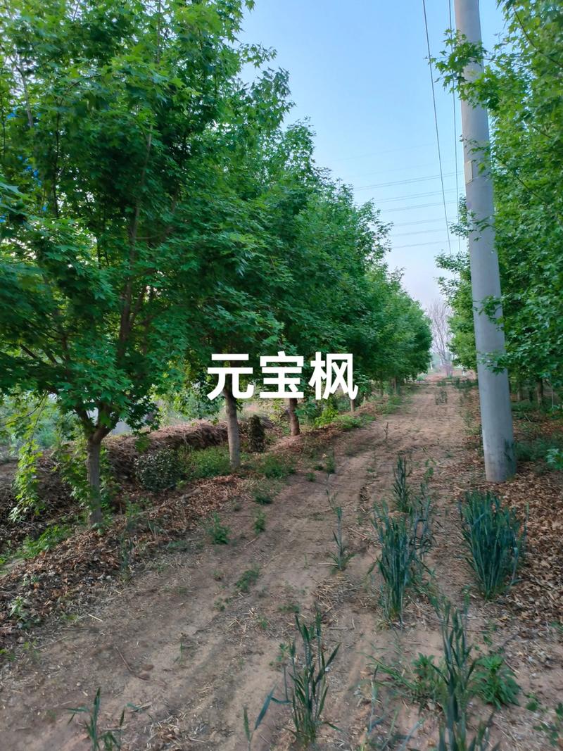 元宝枫苗子多少钱一棵?2026年最新价格与影响因素全解析 元宝枫苗子价格快速参考
