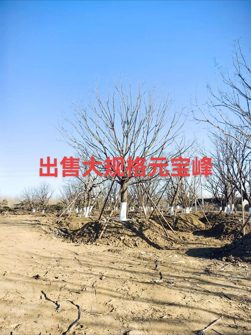 元宝枫苗子多少钱一棵?2026年最新价格与影响因素全解析 结尾:询价引导