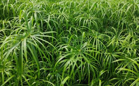 旱伞草是水生植物吗？答案与池塘河道应用全指南