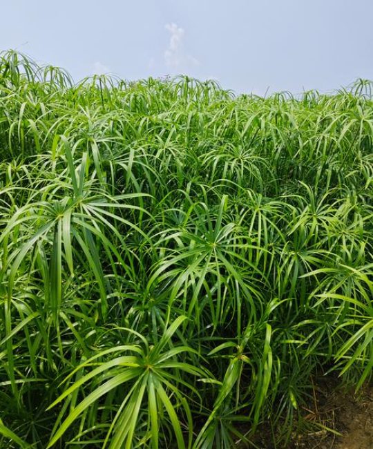 旱伞草是水生植物吗？答案与池塘河道应用全指南