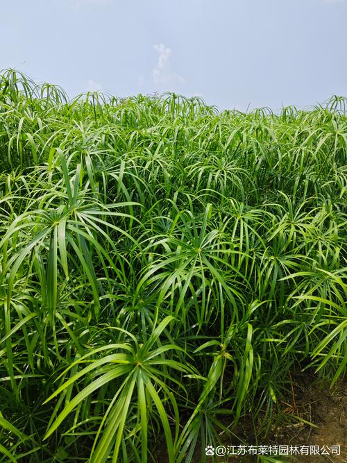 旱伞草是水生植物吗?答案与池塘河道应用全指南 旱伞草是水生植物吗?答案与池塘河道应用全指南