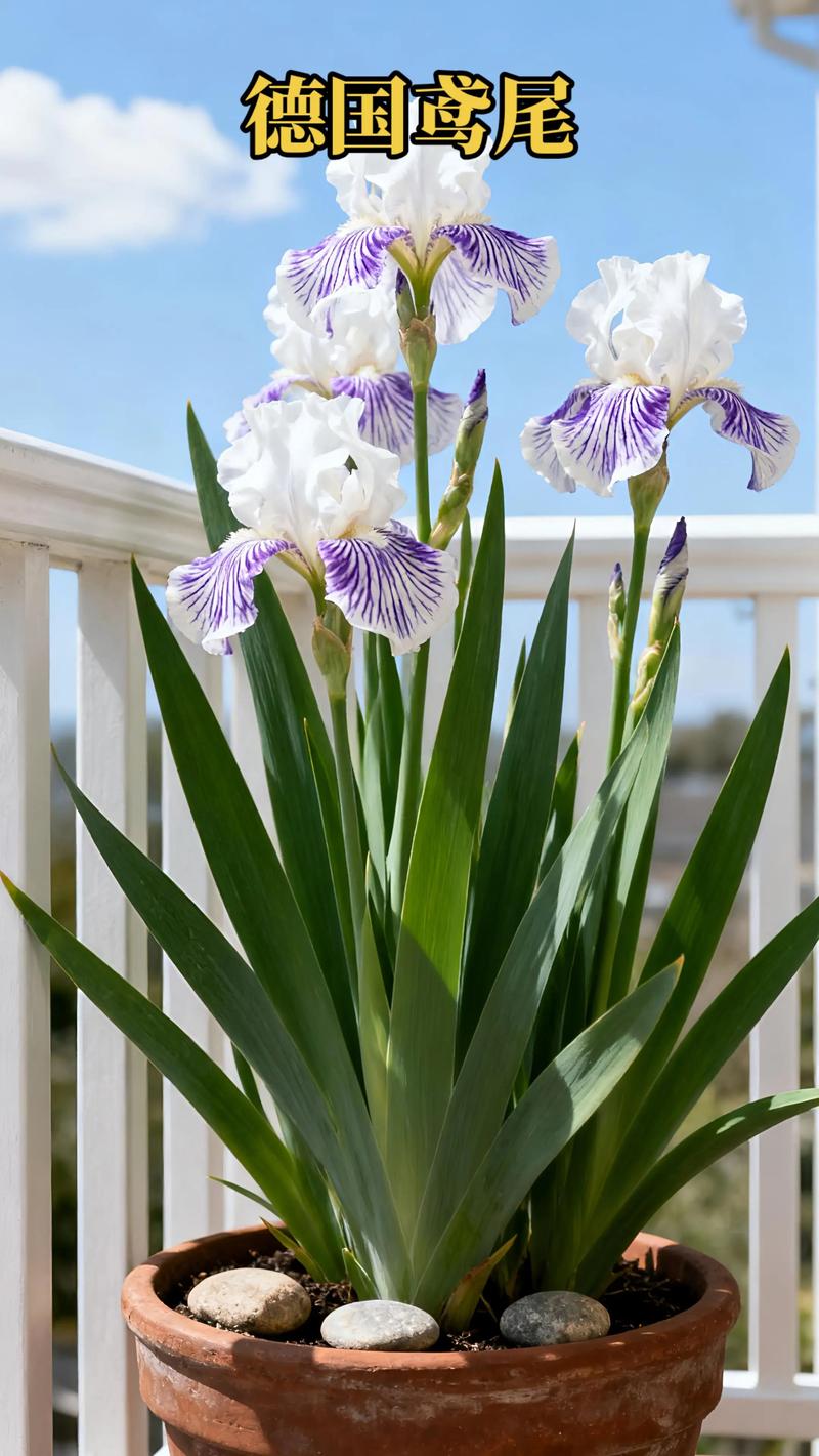 2. 萱草（Hemerocallis fulva）