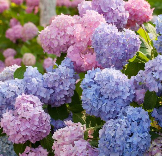 总结：北方庭院选花三原则