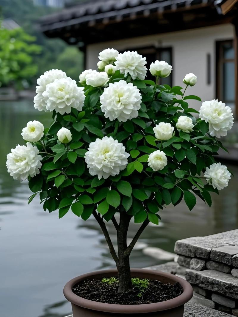 4. 丁香（Syringa oblata）