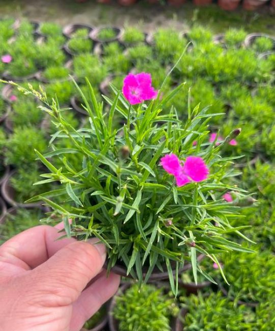 欧石竹什么时候开花？花期养护与促花全攻略
