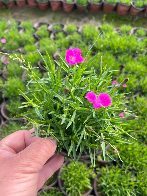 欧石竹什么时候开花?花期养护与促花全攻略 欧石竹什么时候开花?花期养护与促花全攻略