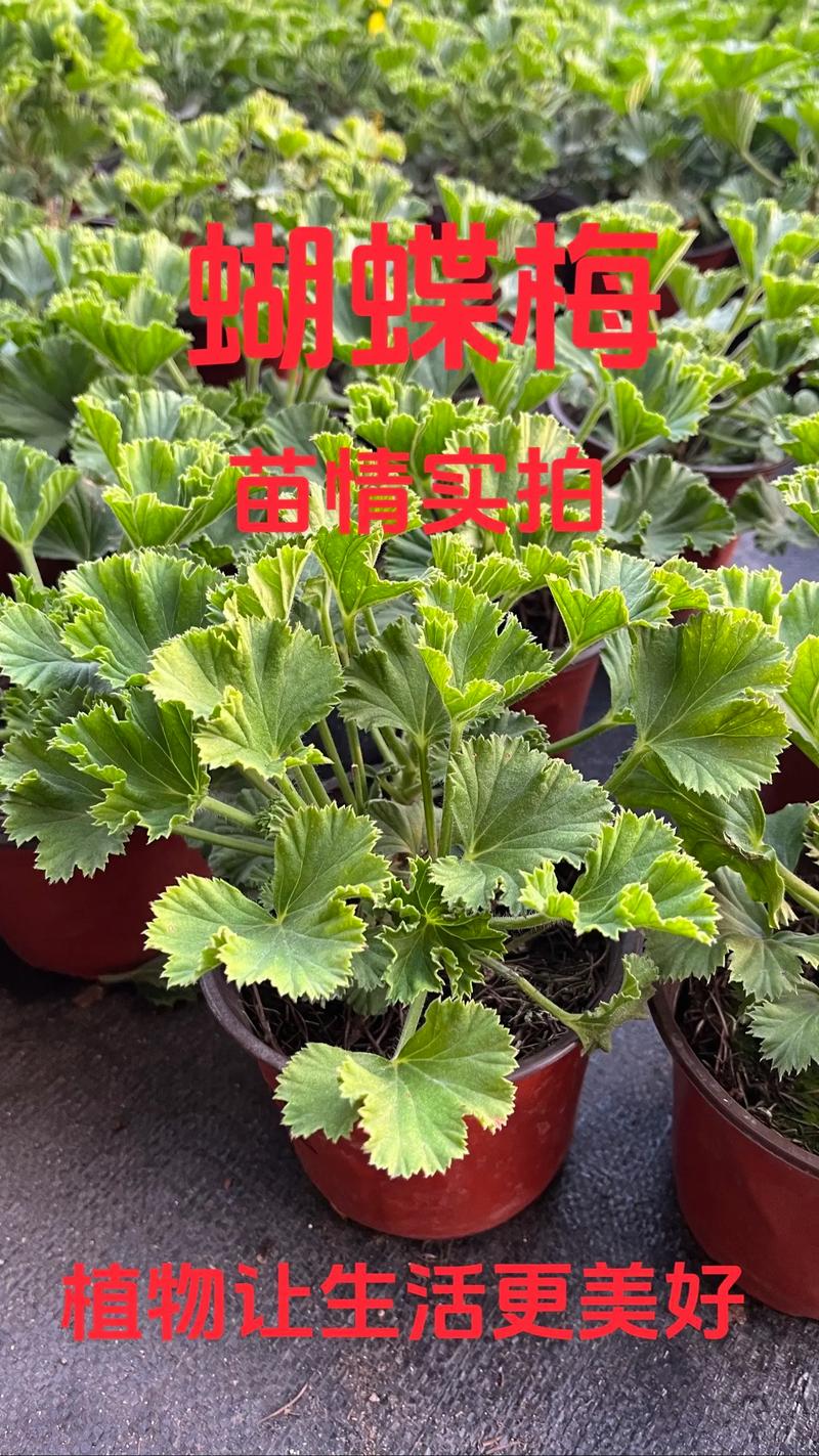 总结：采购梅花苗的核心评估动作