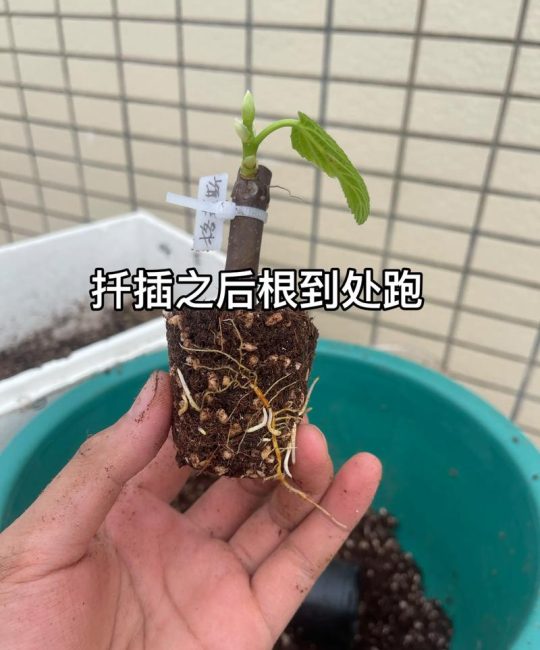 无花果几月份扦插最好？家庭繁殖全流程技术指南