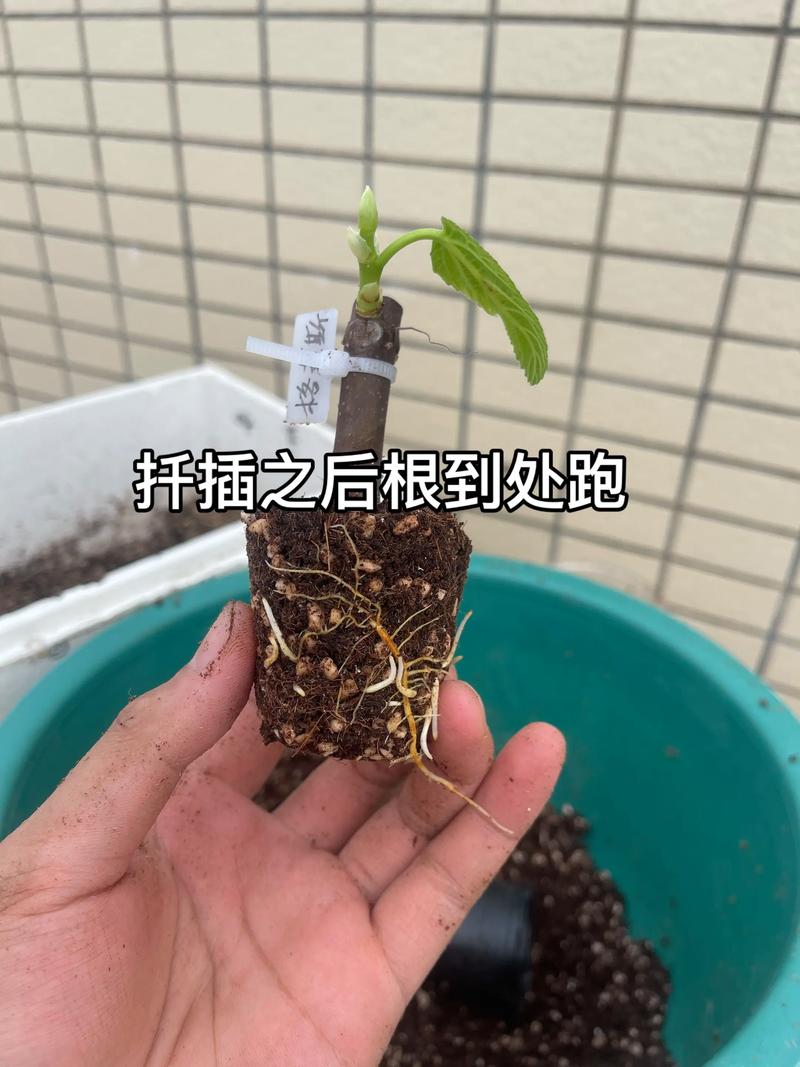 无花果几月份扦插最好?家庭繁殖全流程技术指南 无花果几月份扦插最好?家庭繁殖全流程技术指南