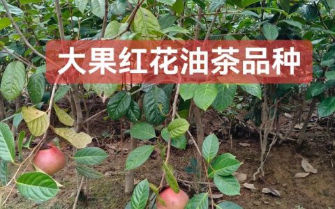 油茶树多少钱一株？2025年规格、产地与季节价格全解析