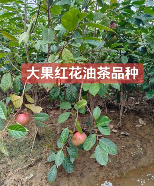 油茶树多少钱一株？2025年规格、产地与季节价格全解析