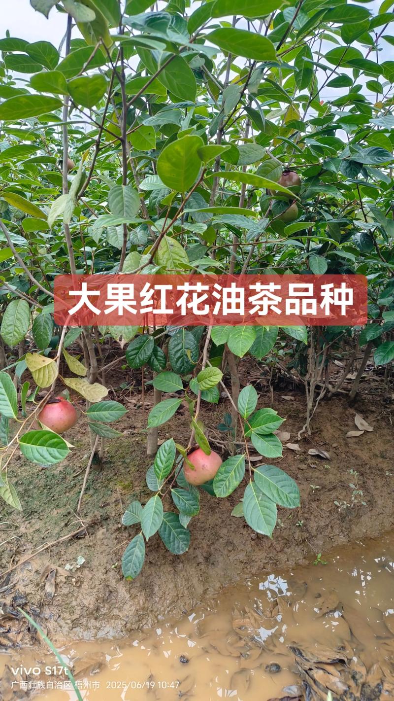 价格快速参考