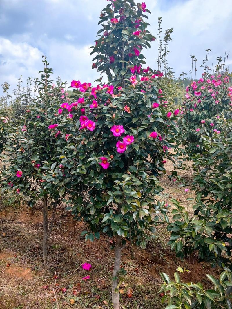 三、季节决定成交价：春秋两季贵，夏季有捡漏机会