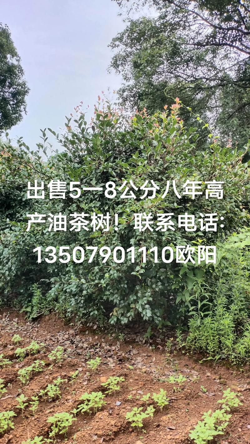 常见问题FAQ