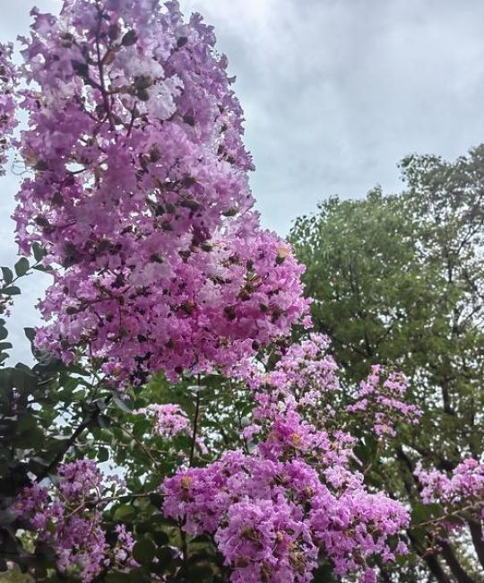 紫薇树开花时间及四季养护全攻略