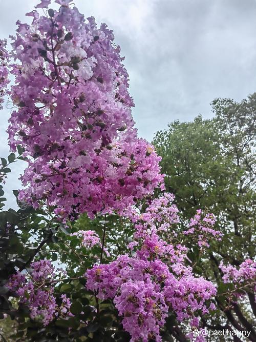 紫薇树开花时间及四季养护全攻略