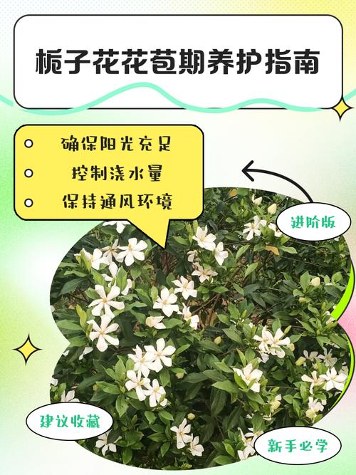 栀子花花苞期施肥与养护全指南 越冬越夏