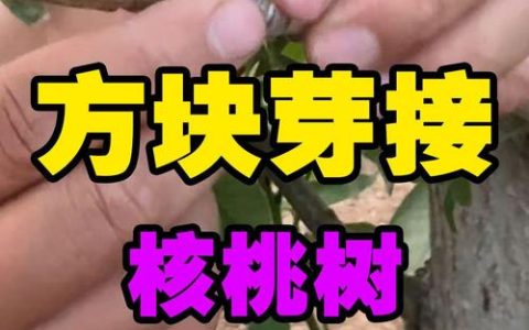 核桃树嫁接最佳时间与操作方法详解