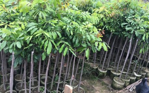 龙眼树嫁接后多少天发芽？精确到15-25天的关键参数与操作指南