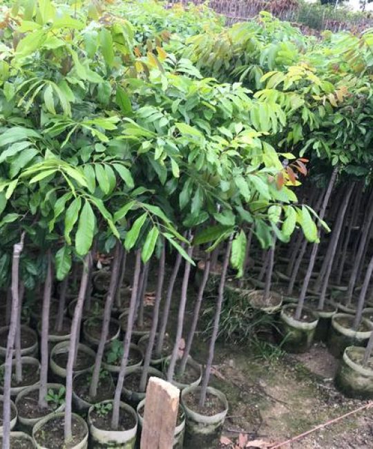 龙眼树嫁接后多少天发芽？精确到15-25天的关键参数与操作指南