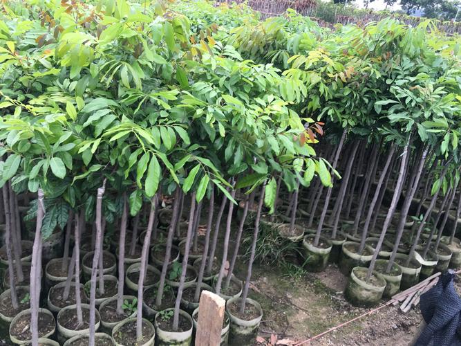 龙眼树嫁接后多少天发芽?精确到15-25天的关键参数与操作指南 龙眼树嫁接后多少天发芽?精确到15-25天的关键参数与操作指南