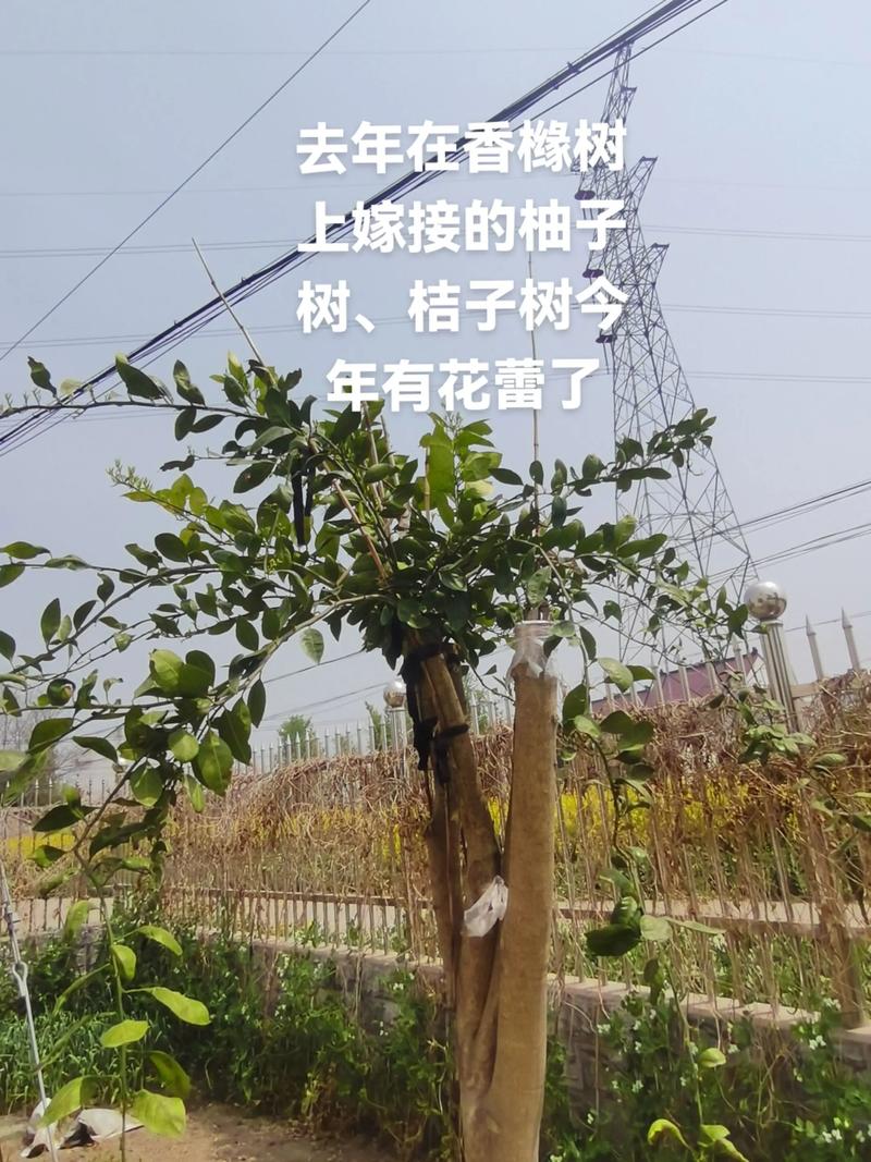 桔子树上能嫁接柚子树吗?——科学解答与实操指南 二、桔子树上嫁接柚子树的操作步骤(春季枝接法,最适时期:3月下旬至4月中旬,当地日均温12-15℃)