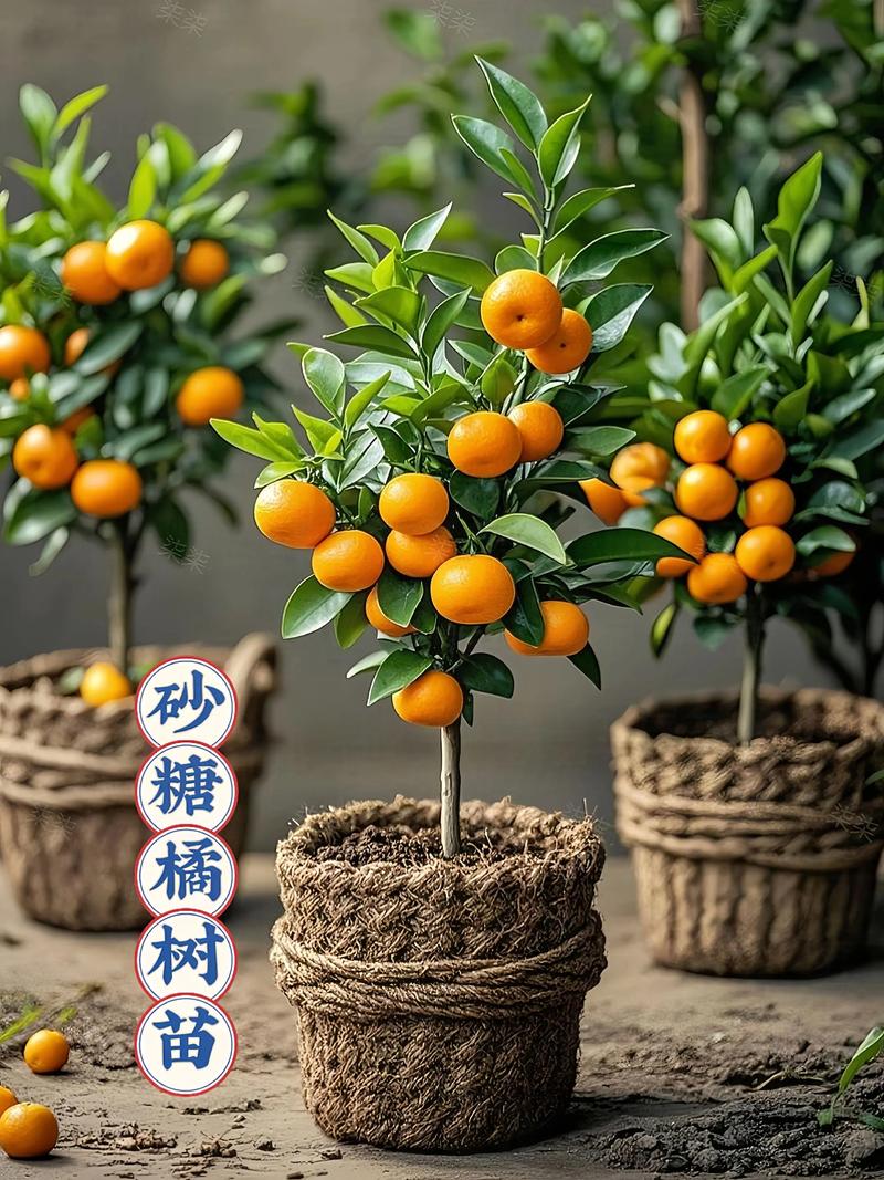 桔子树上能嫁接柚子树吗?——科学解答与实操指南 三、常见失败原因与纠正方法