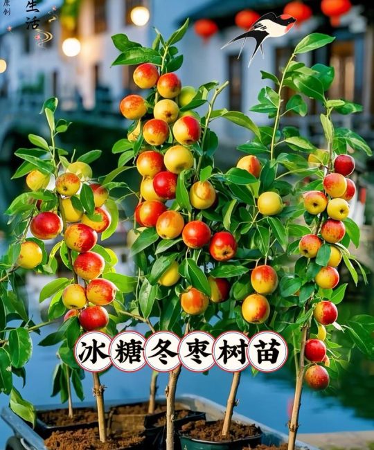 枣树上能嫁接什么果树？酸枣砧木与高接换种技术指南