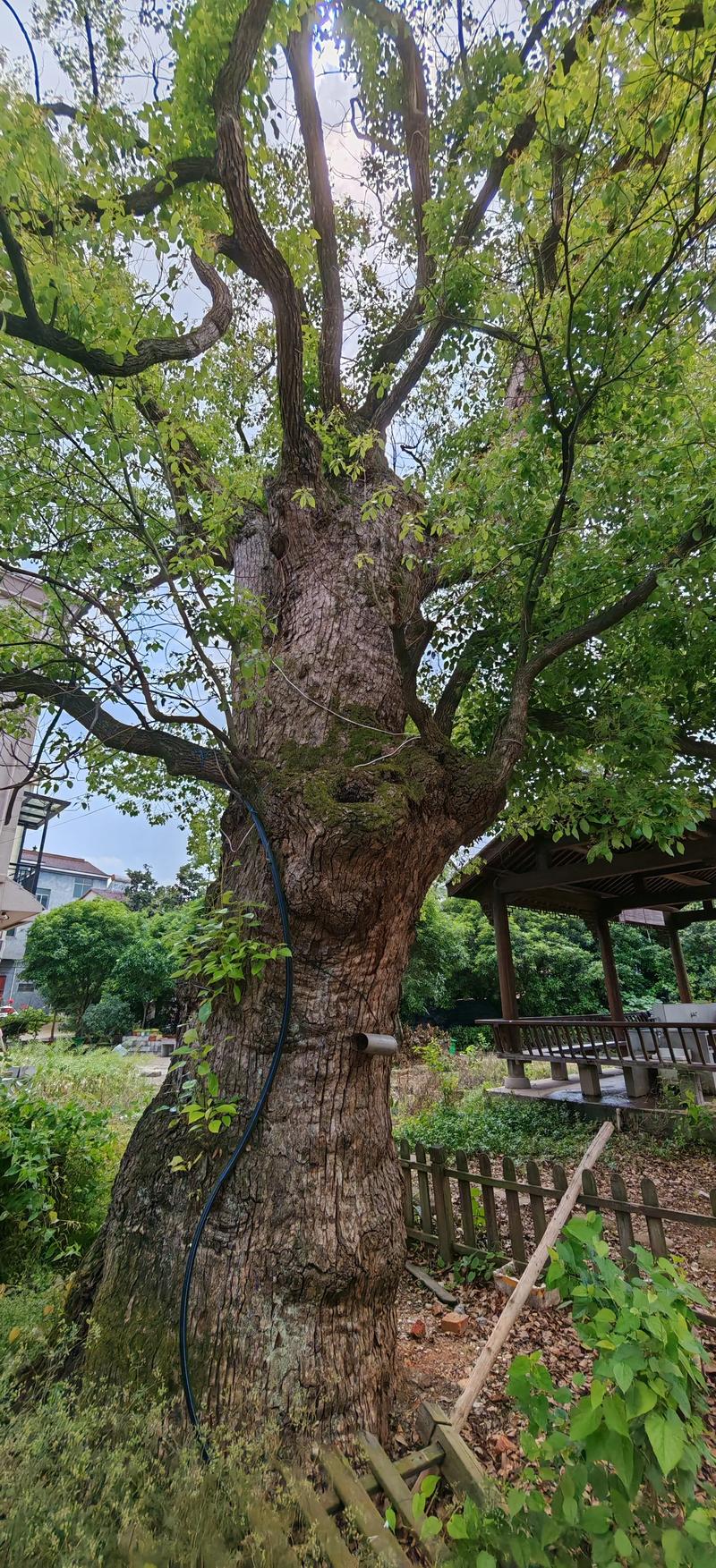 三、精油提取与驱虫功效