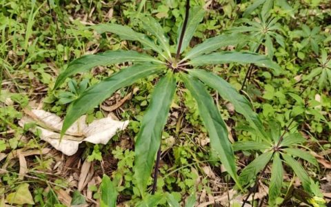 七叶一枝花价格是多少？规格、产地、干鲜品影响报价