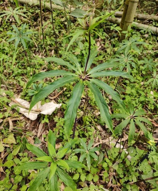 七叶一枝花价格是多少？规格、产地、干鲜品影响报价