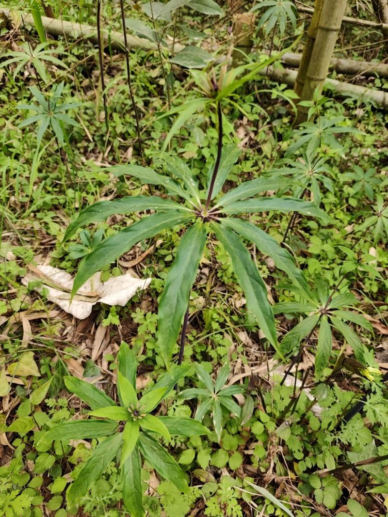 七叶一枝花价格是多少？规格、产地、干鲜品影响报价