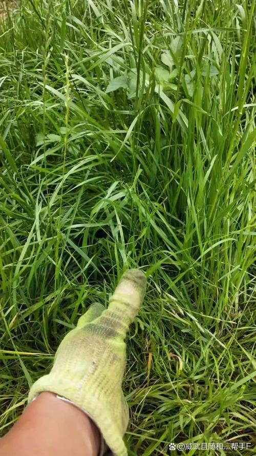 马尼拉草皮多少钱一平方?2026年价格与选购完整指南 如何挑选优质的马尼拉草皮?