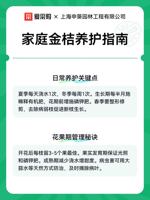 金桔树家庭养护全指南:从浇水到修剪,让年年果实满枝 修剪:平衡树形与结果,是金桔树养护的核心技术