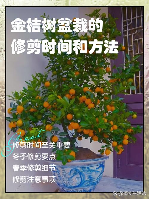 金桔树家庭养护全指南:从浇水到修剪,让年年果实满枝 换盆:为根系提供生长空间,最佳时机在春季