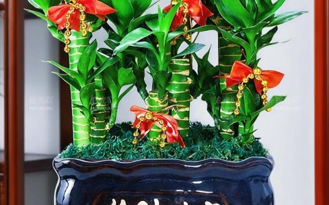 像富贵竹一样的植物叫什么？详解巴西木（香龙血树）的种植与养护