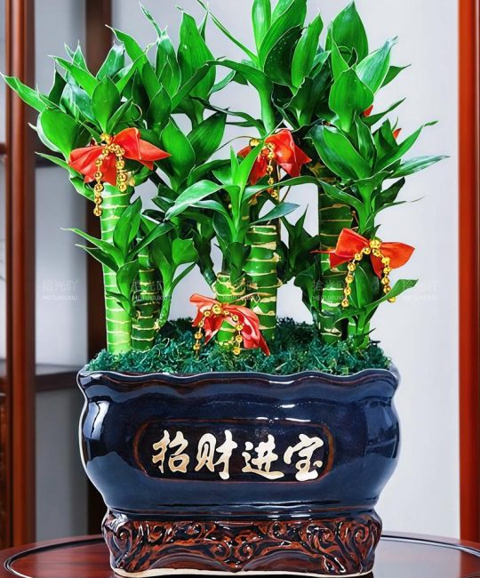 像富贵竹一样的植物叫什么？详解巴西木（香龙血树）的种植与养护