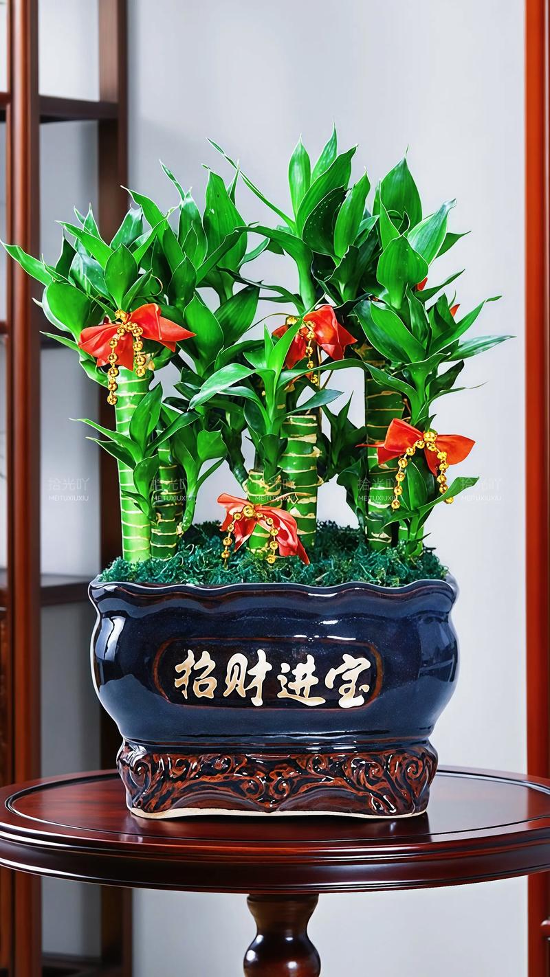 像富贵竹一样的植物叫什么?详解巴西木(香龙血树)的种植与养护 像富贵竹一样的植物叫什么?详解巴西木(香龙血树)的种植与养护