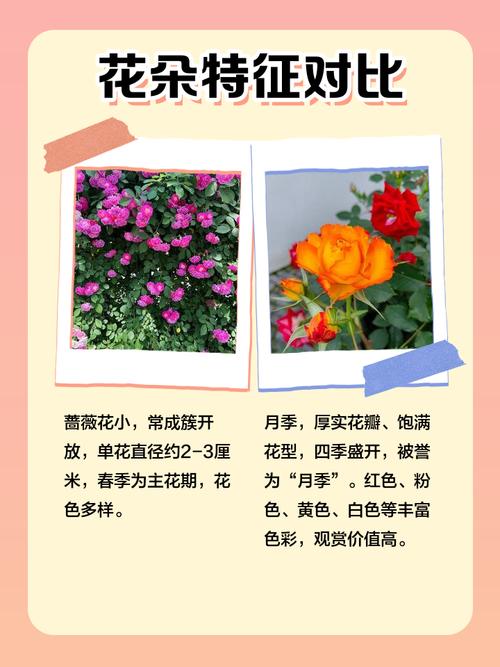 月季是蔷薇花的一种吗?一文讲清分类、区别与养护要点 盆栽/地栽选择决策