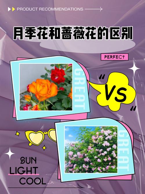 月季是蔷薇花的一种吗?一文讲清分类、区别与养护要点 光照与水肥精准方案