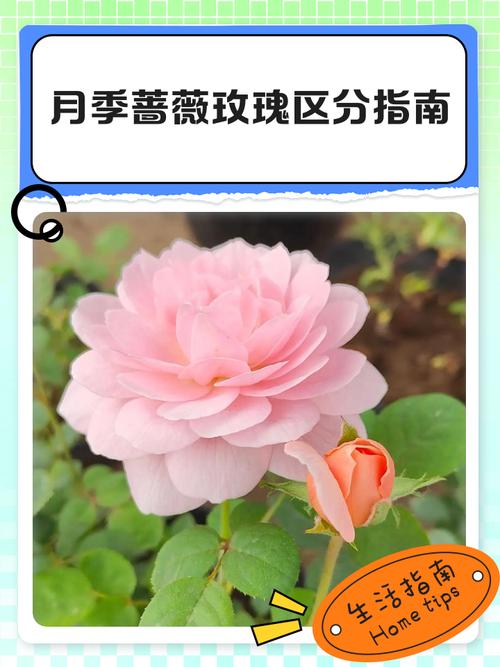 月季是蔷薇花的一种吗?一文讲清分类、区别与养护要点 越冬与越夏管理