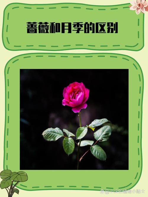 月季是蔷薇花的一种吗?一文讲清分类、区别与养护要点 FAQ