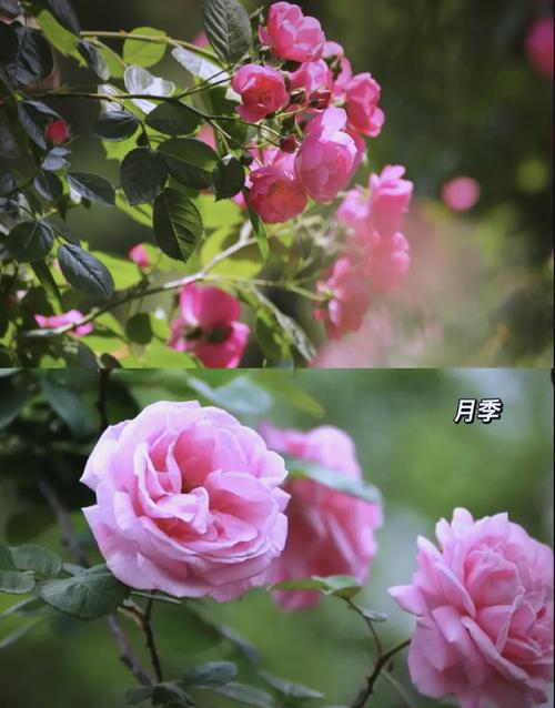 月季是蔷薇花的一种吗?一文讲清分类、区别与养护要点 总结