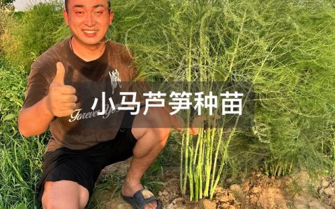 芦笋是怎么种出来的？从选时到成活的完整种植指南