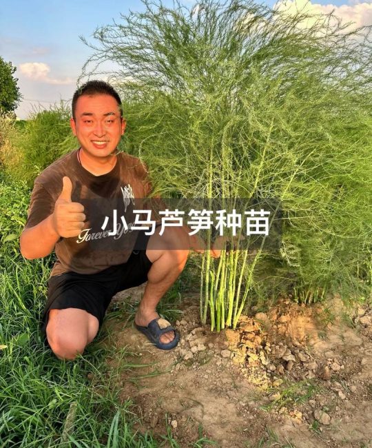 芦笋是怎么种出来的？从选时到成活的完整种植指南