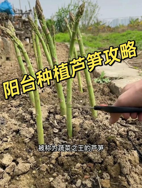 三、栽前处理