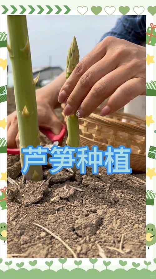 四、栽植深度