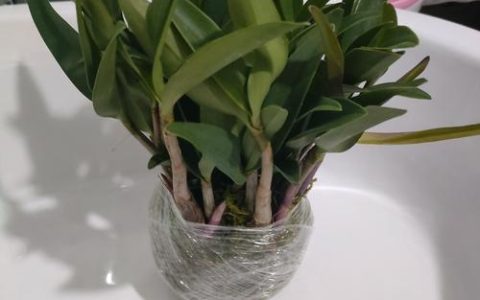 石斛在家怎么盆栽？从选盆到养护，一篇讲透附生兰的居家种植全攻略
