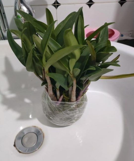 石斛在家怎么盆栽？从选盆到养护，一篇讲透附生兰的居家种植全攻略